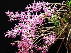 Lâm Đồng: Phát triển mô hình trồng lan rừng bản địa